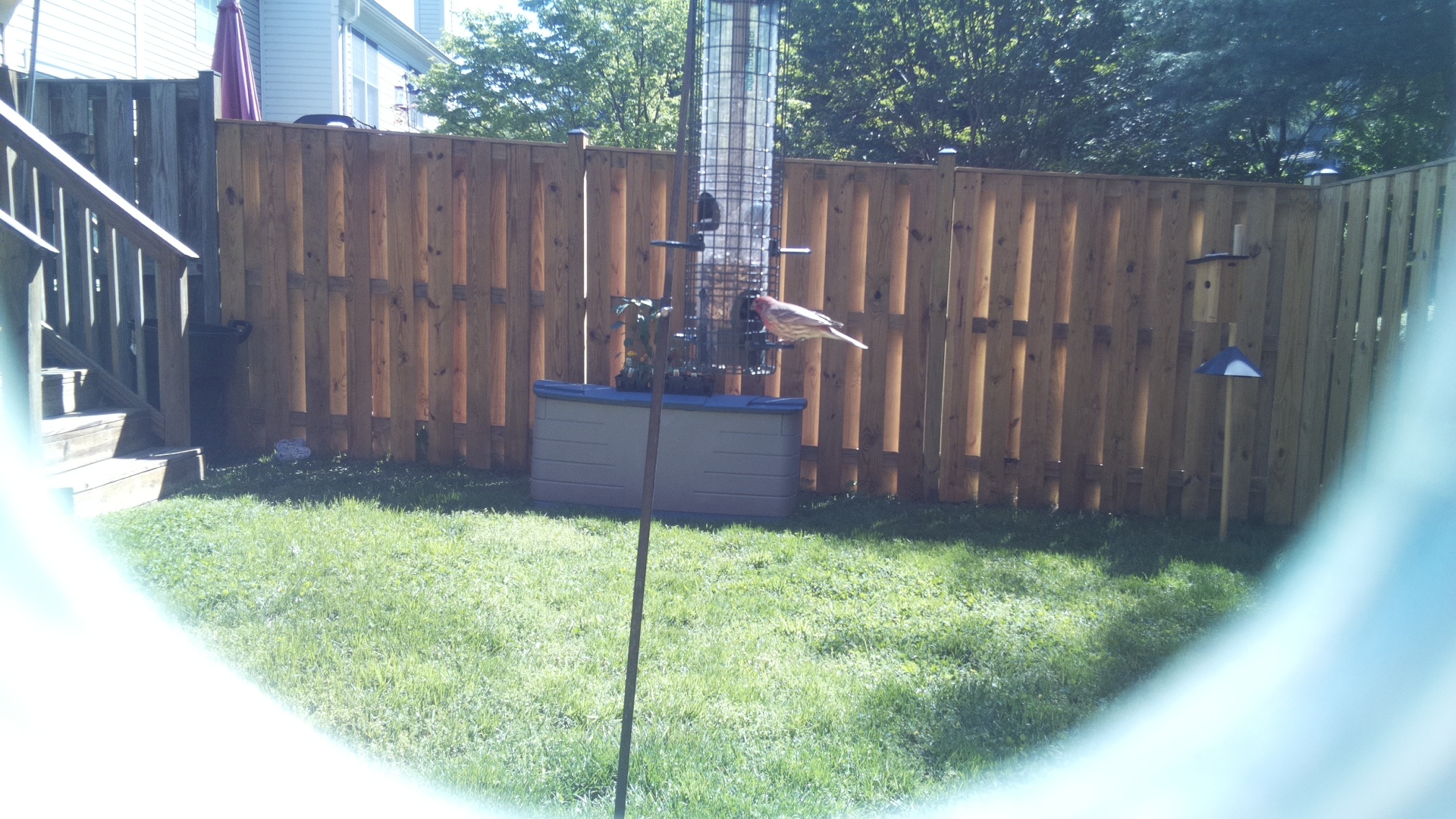 Jacobin Pigeon