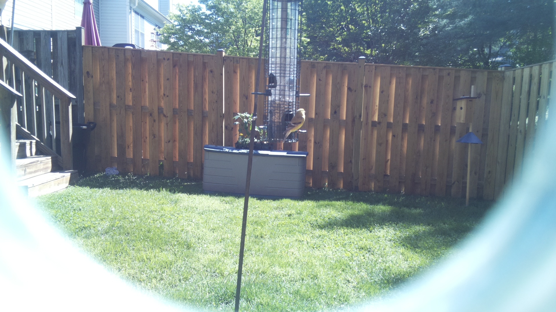 Jacobin Pigeon