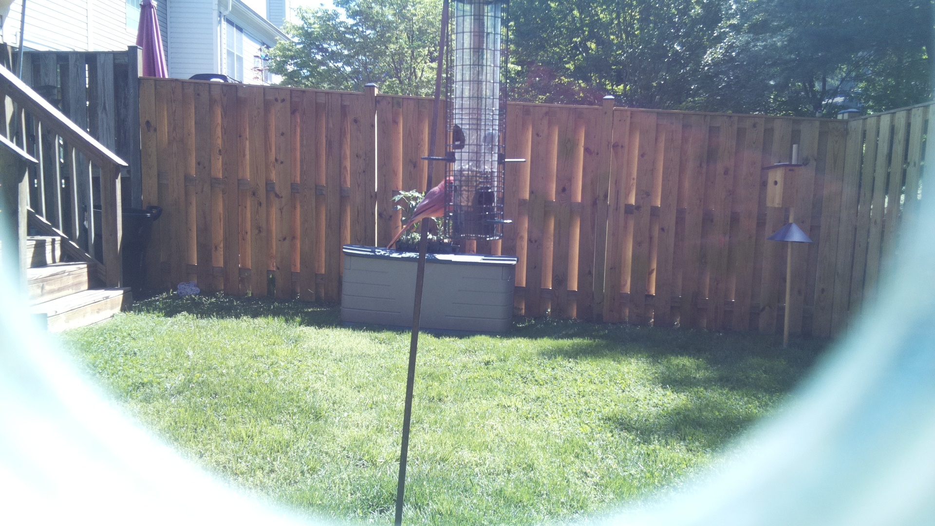Hepatic Tanager