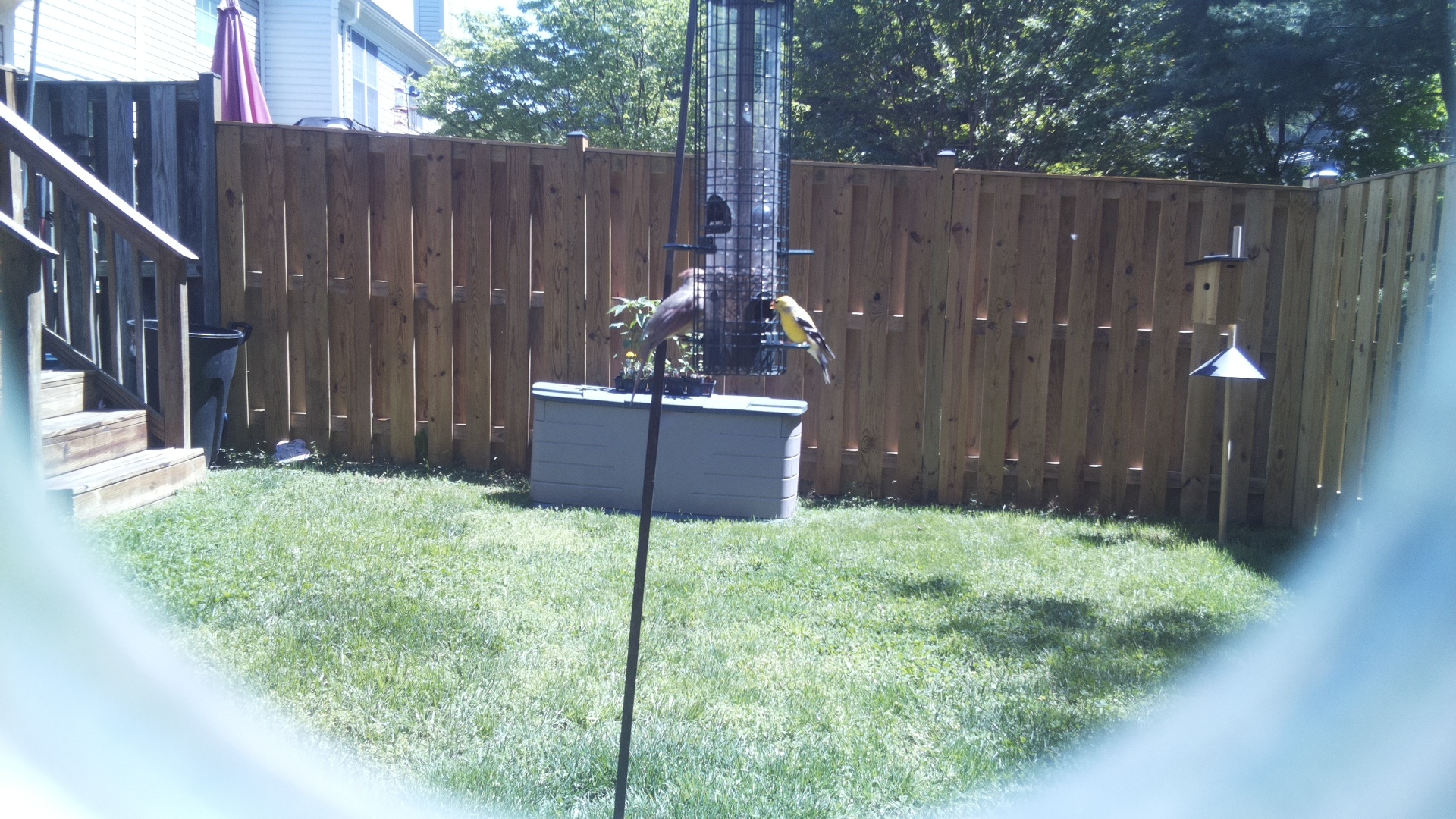 European Goldfinch