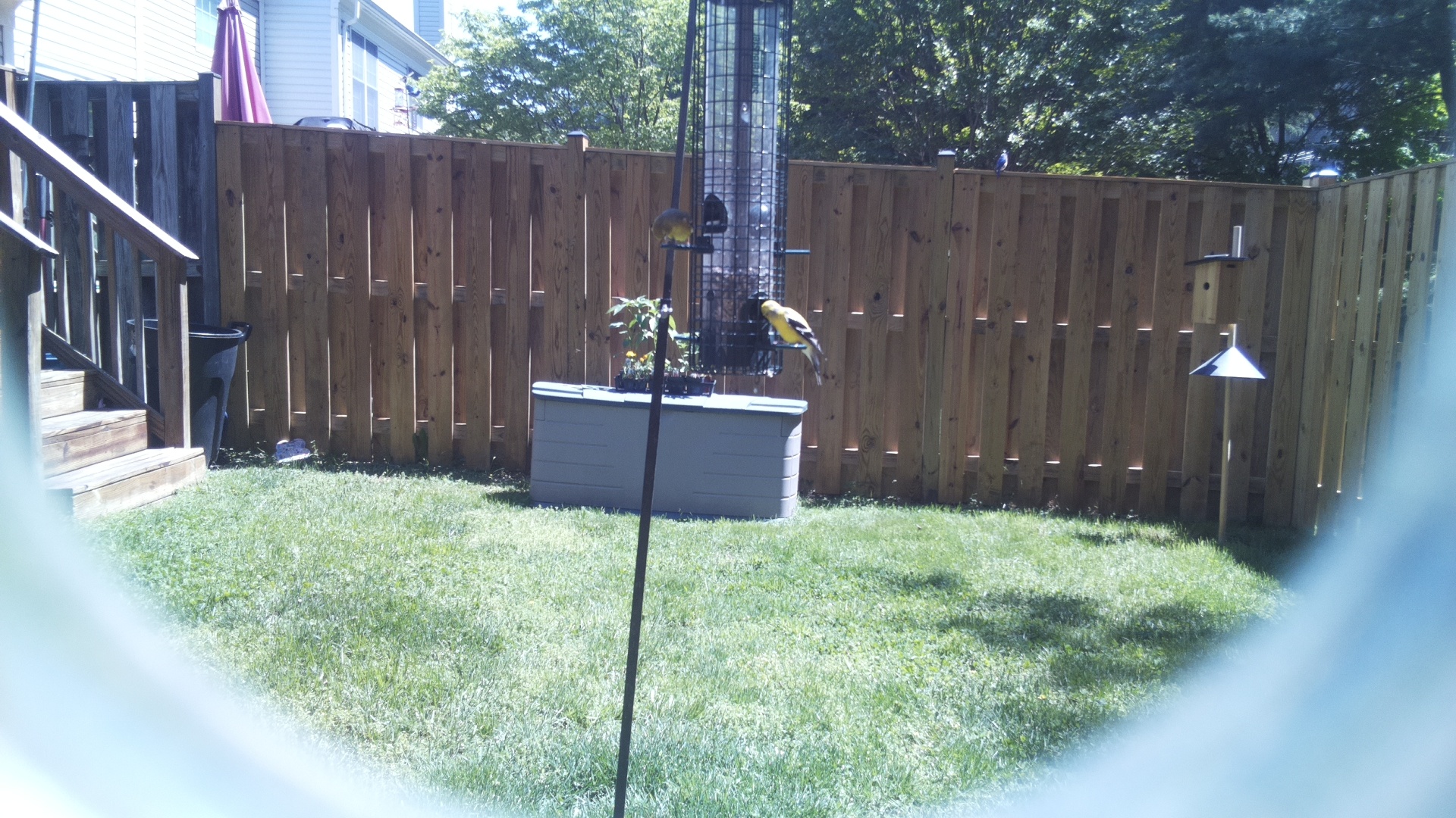 Common Iora
