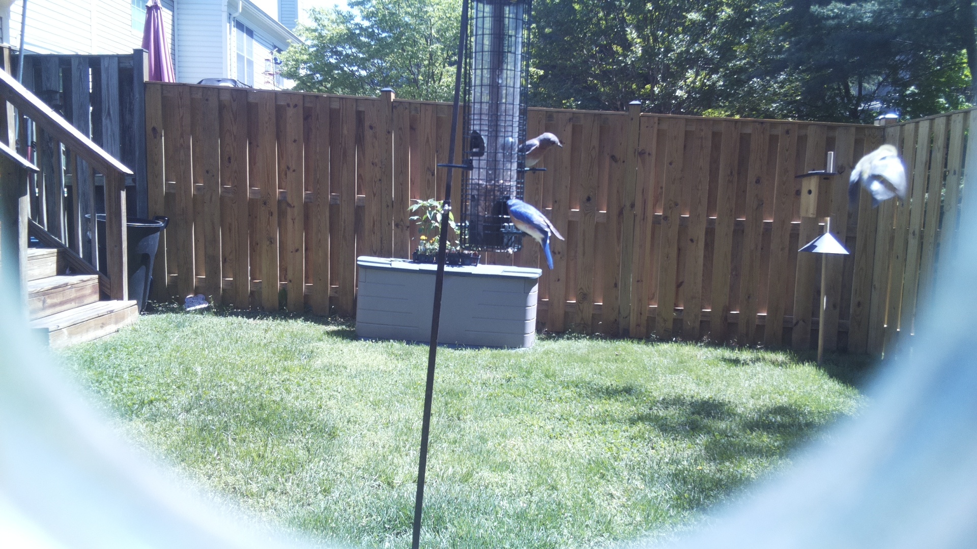 Jacobin Pigeon