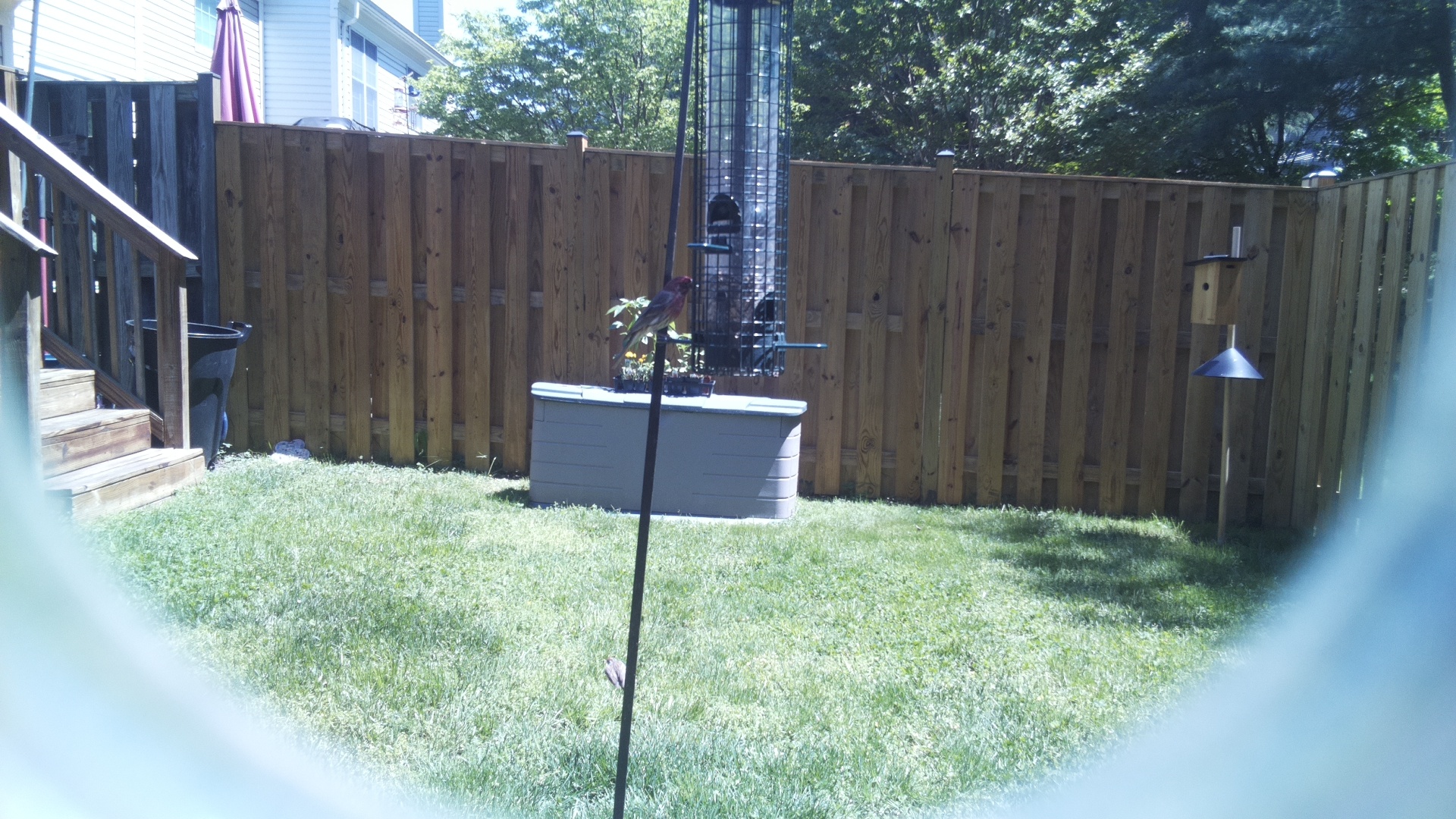 Purple Finch