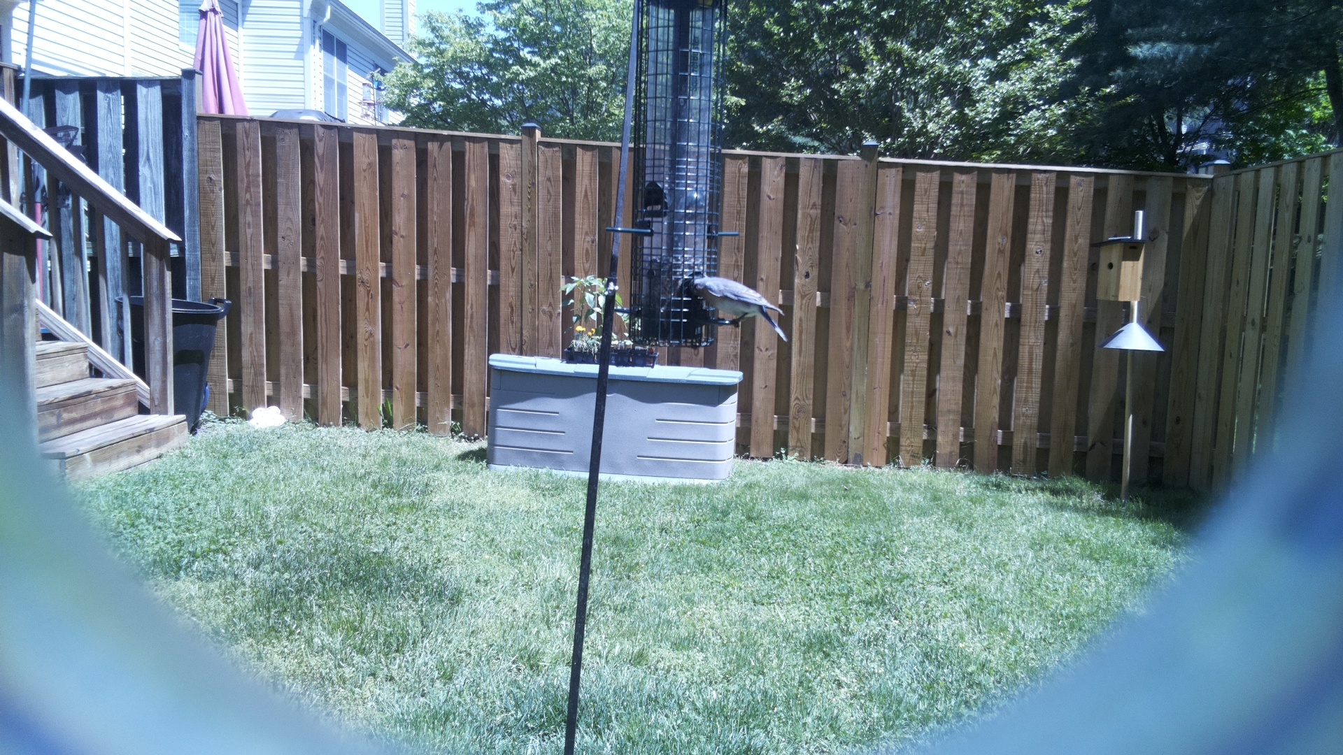 Noisy Friarbird