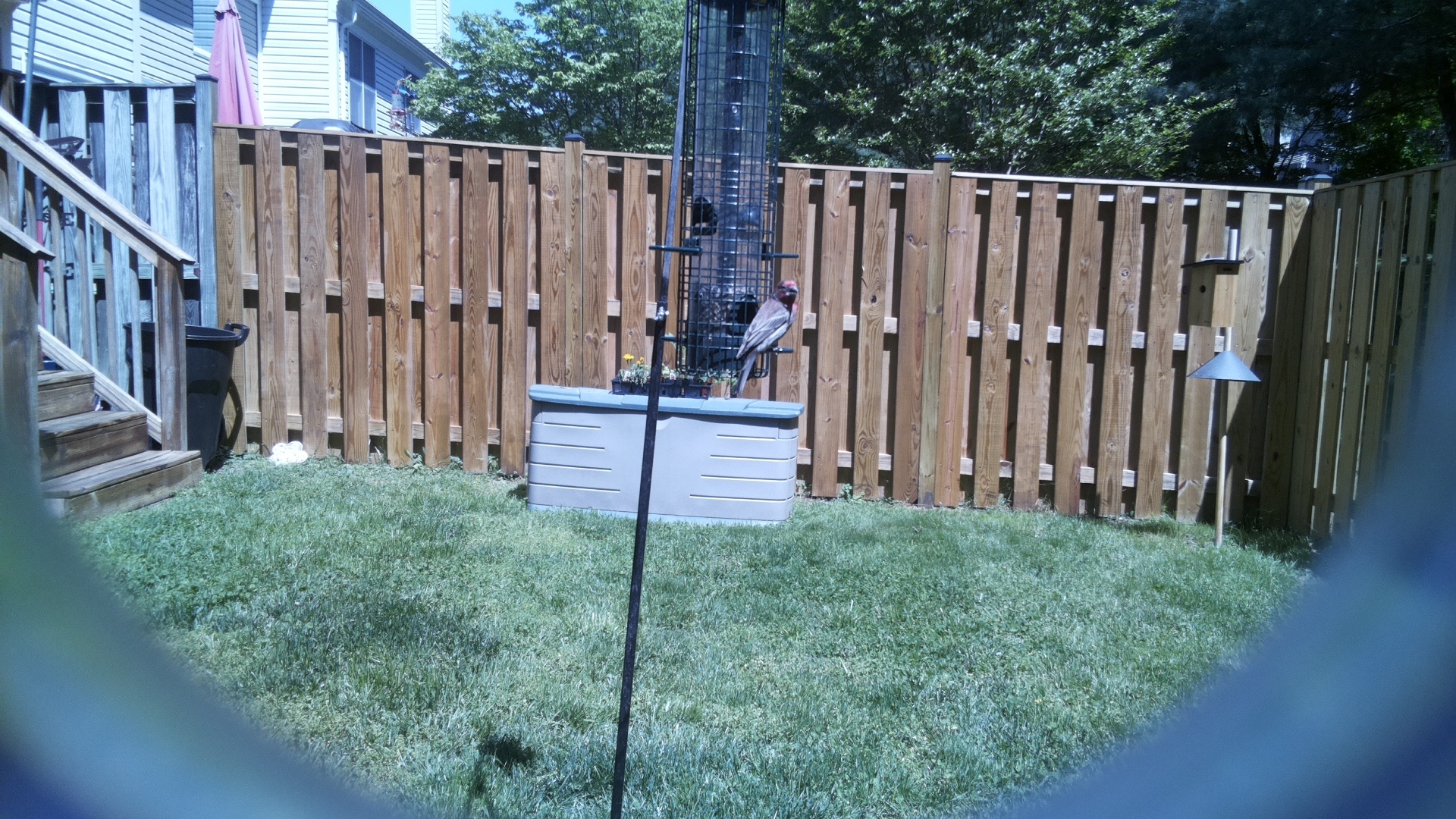 House Finch