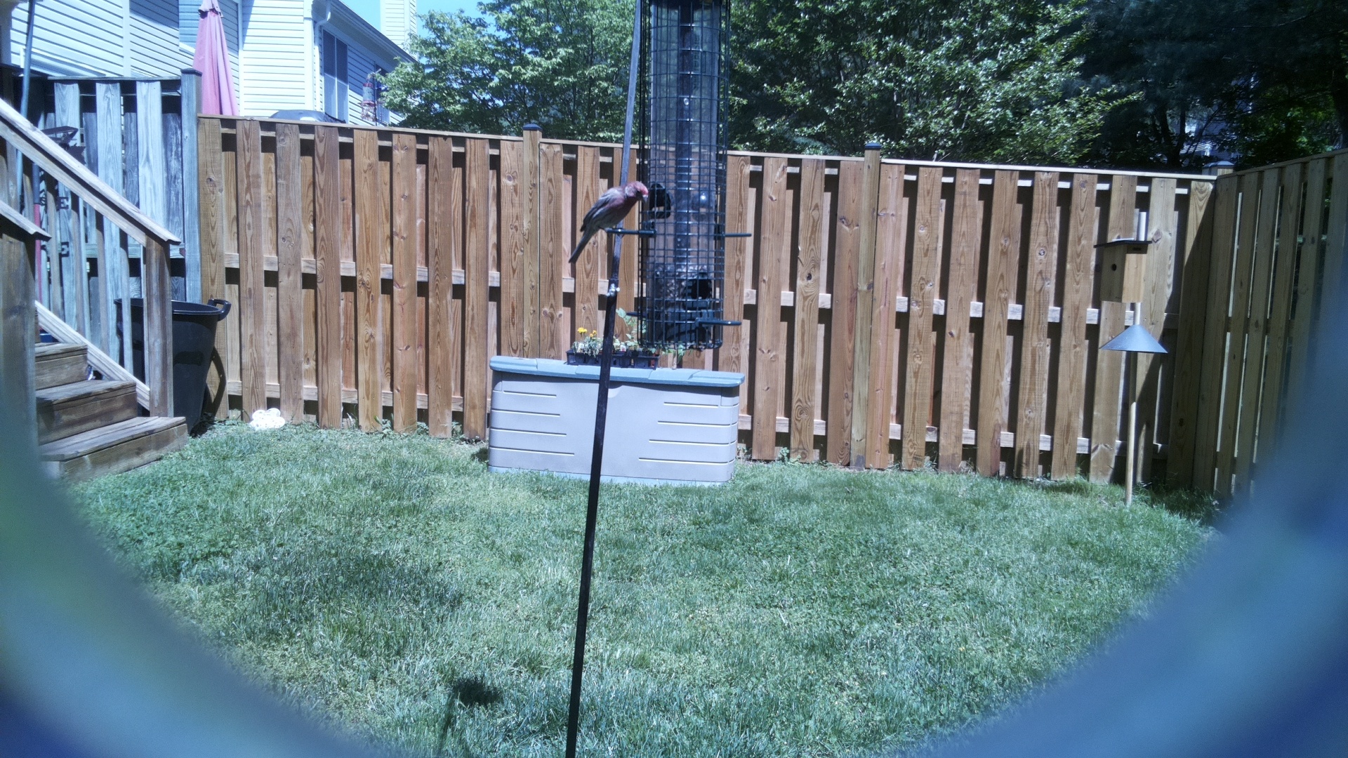 Rose Breasted Cockatoo