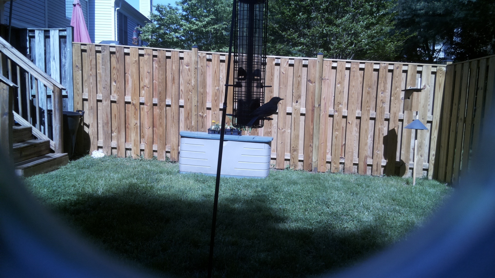 Grey Cuckooshrike