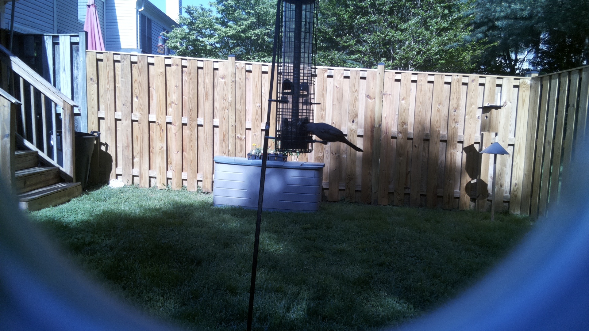 Clarks Nutcracker