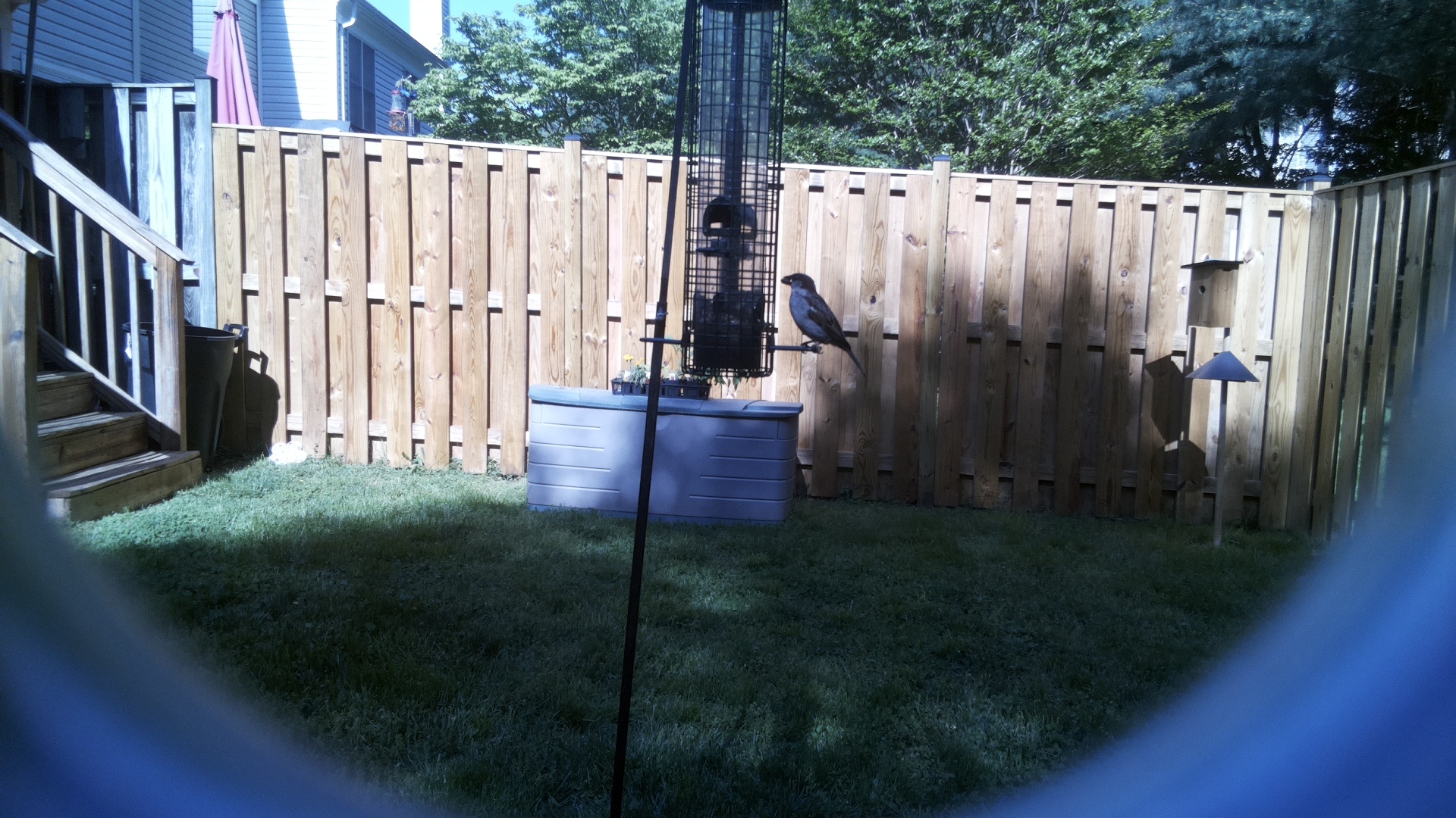 Asian Dollard Bird