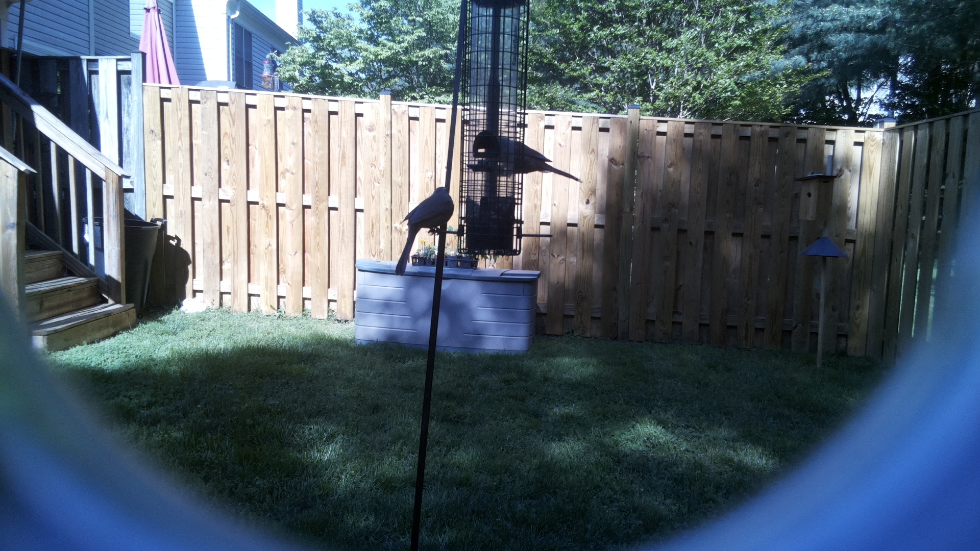 Crow