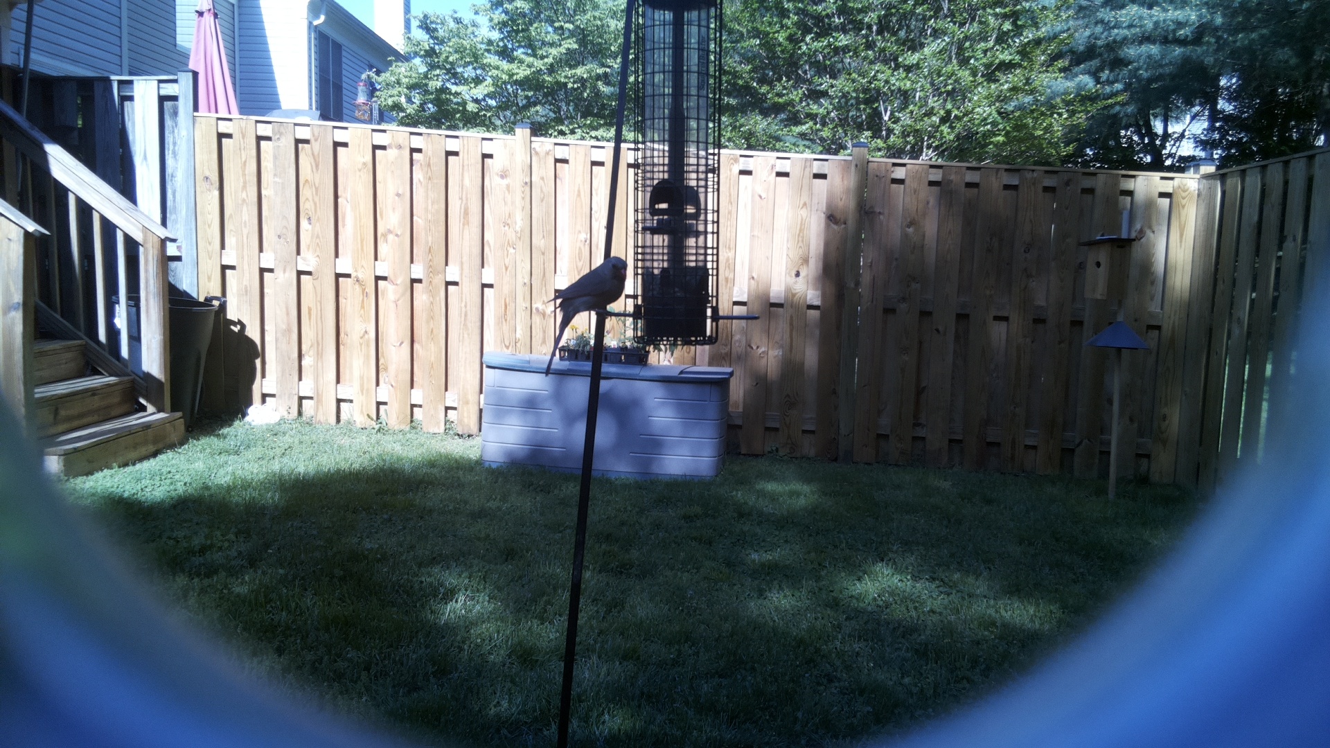 Crow
