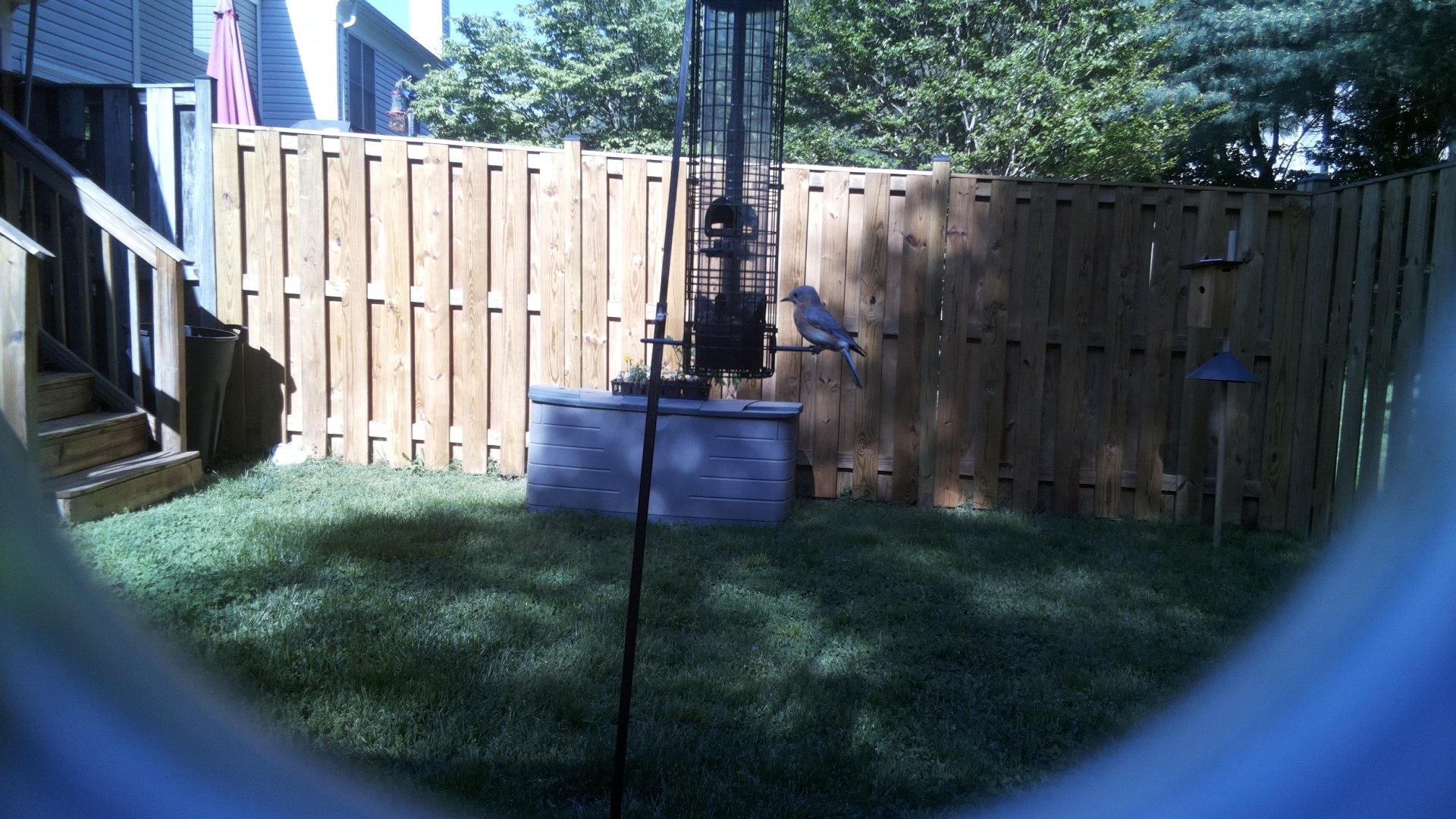 Eastern Bluebird