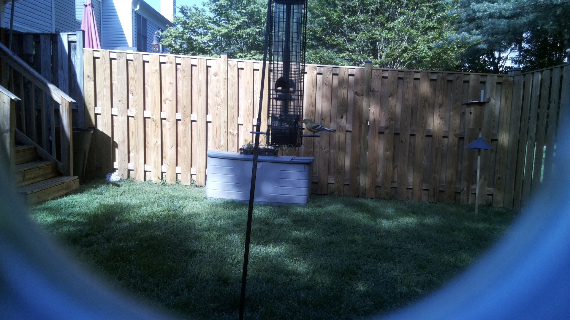 Brewers Blackbird