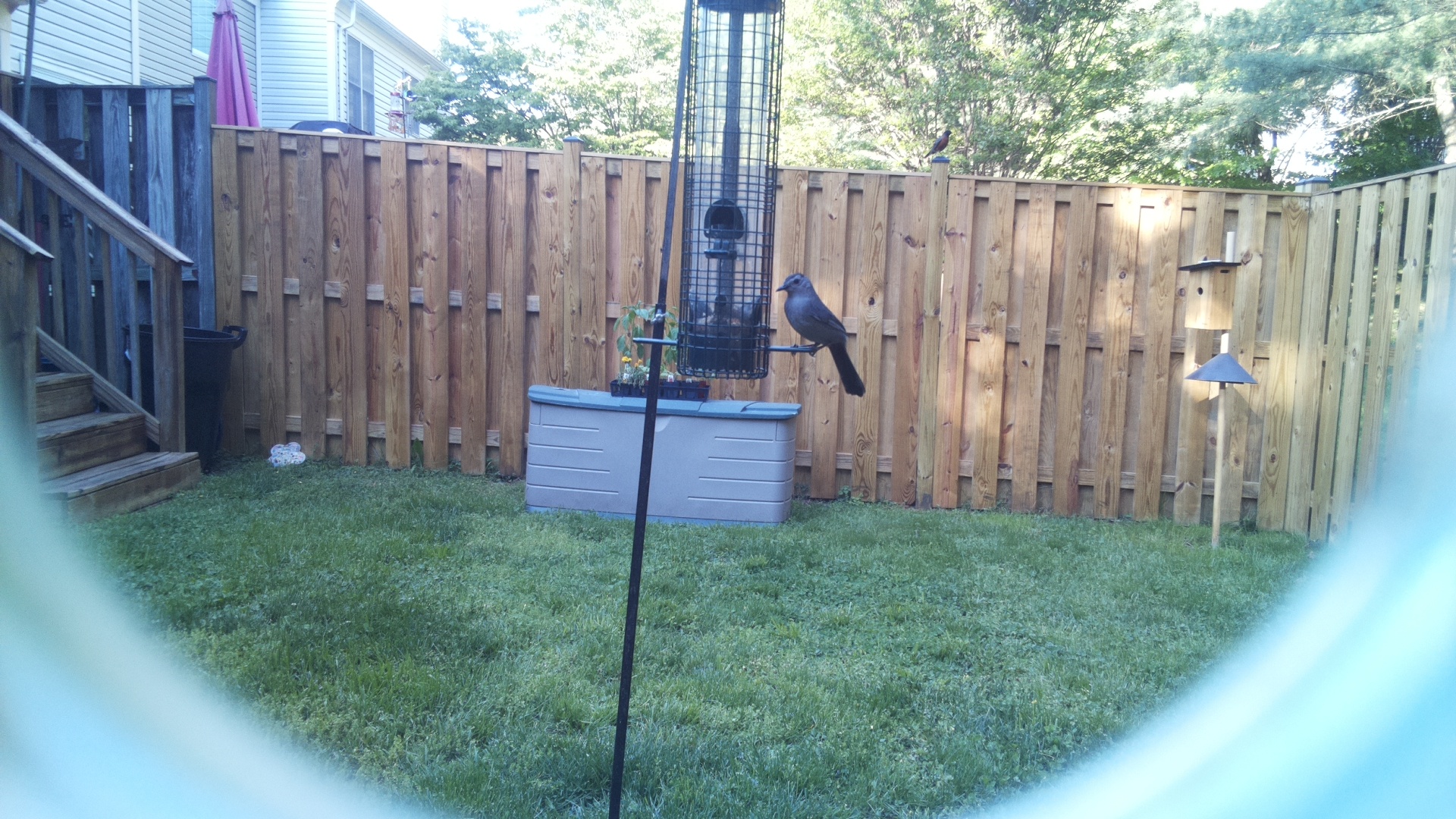 Brewers Blackbird