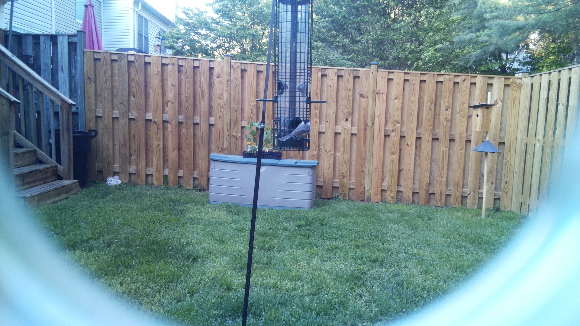 Jacobin Pigeon