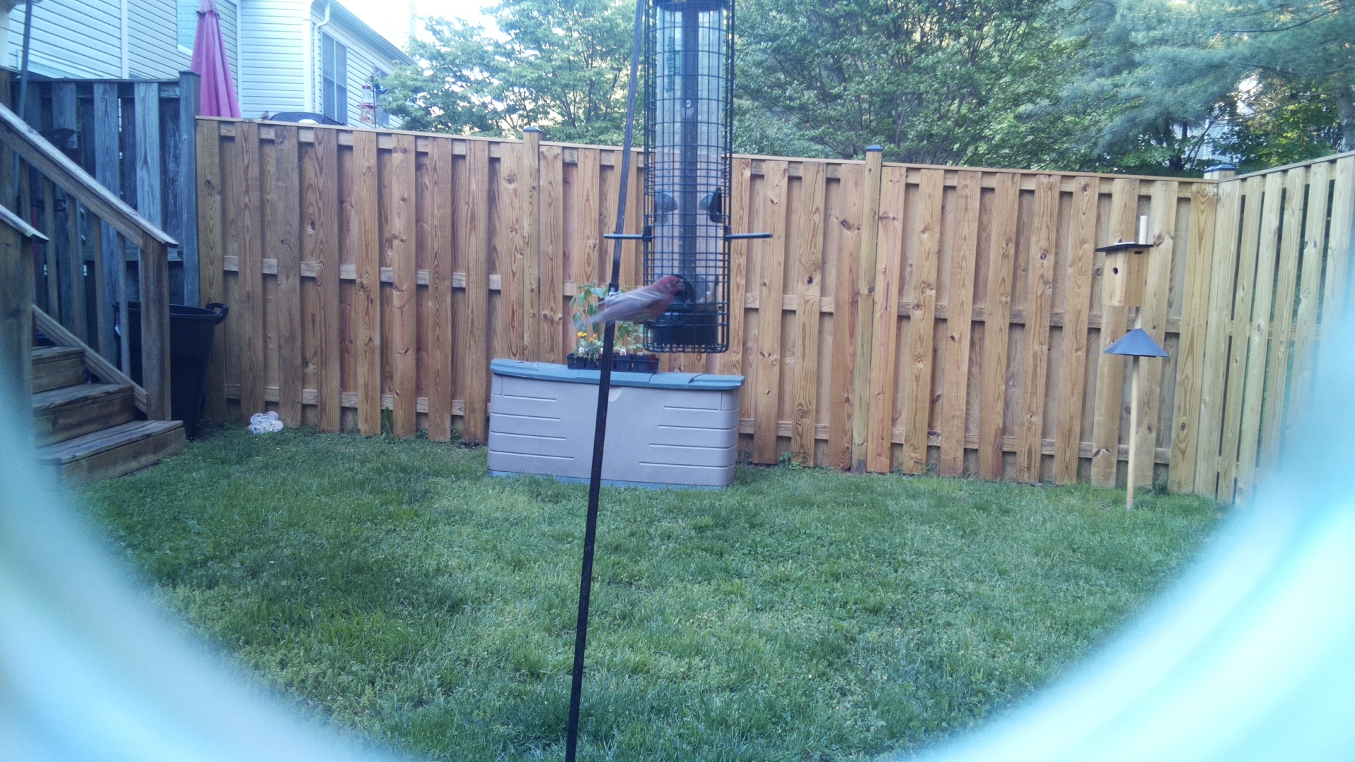 Bulwers Pheasant
