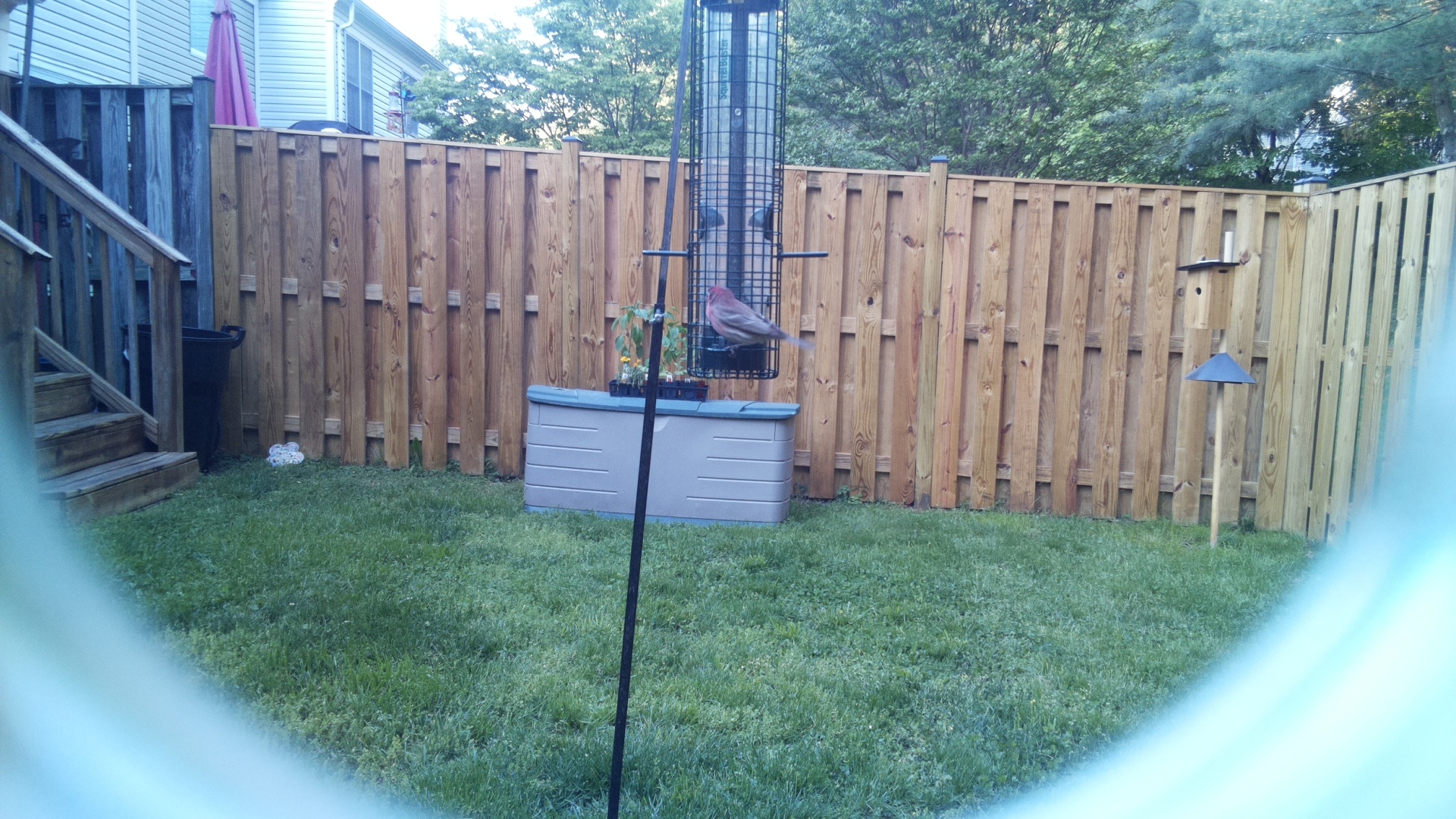 House Finch