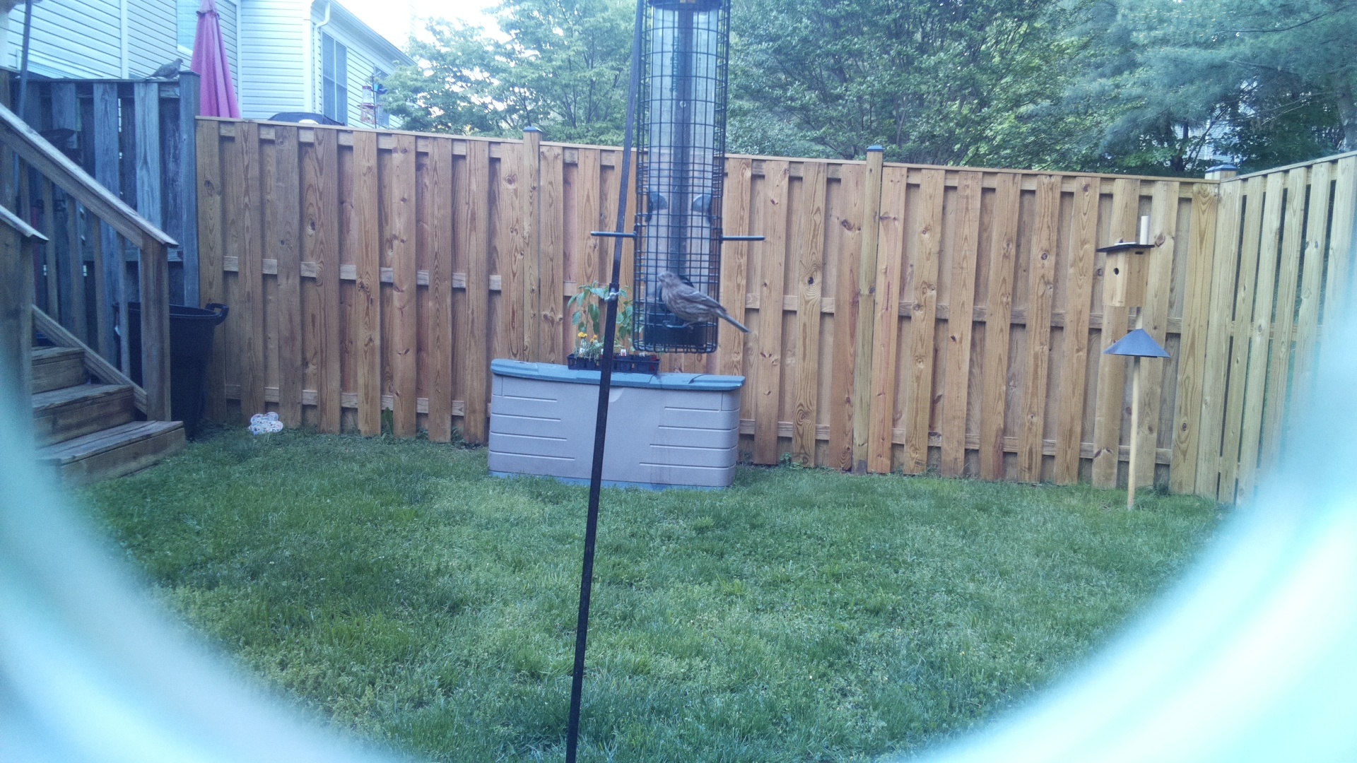 Jacobin Pigeon