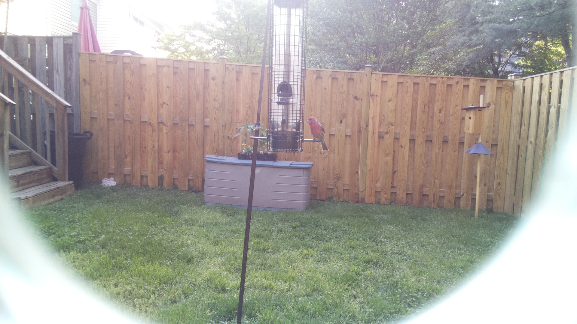 Purple Finch
