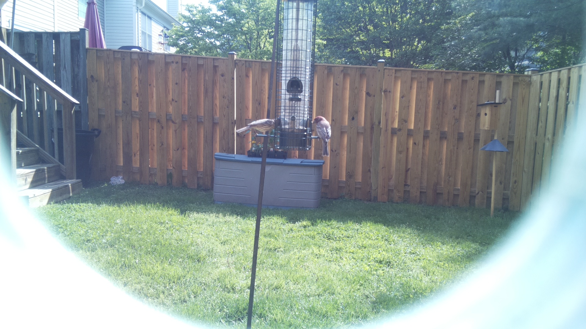 Jacobin Pigeon