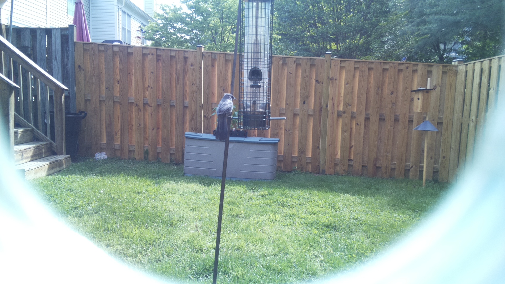 Grey Cuckooshrike