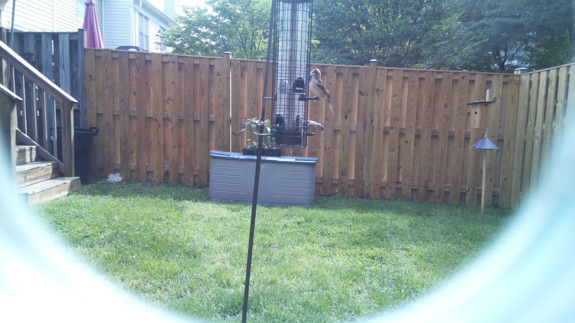 Gray Kingbird