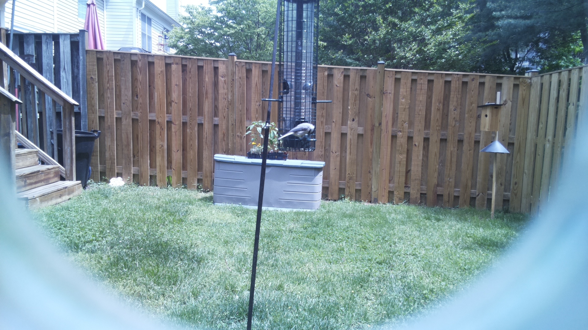 Jacobin Pigeon