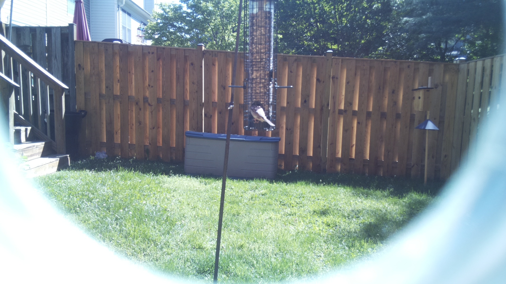 Jacobin Pigeon