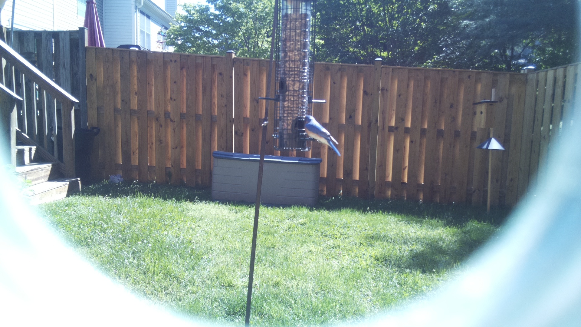 Crested Coua