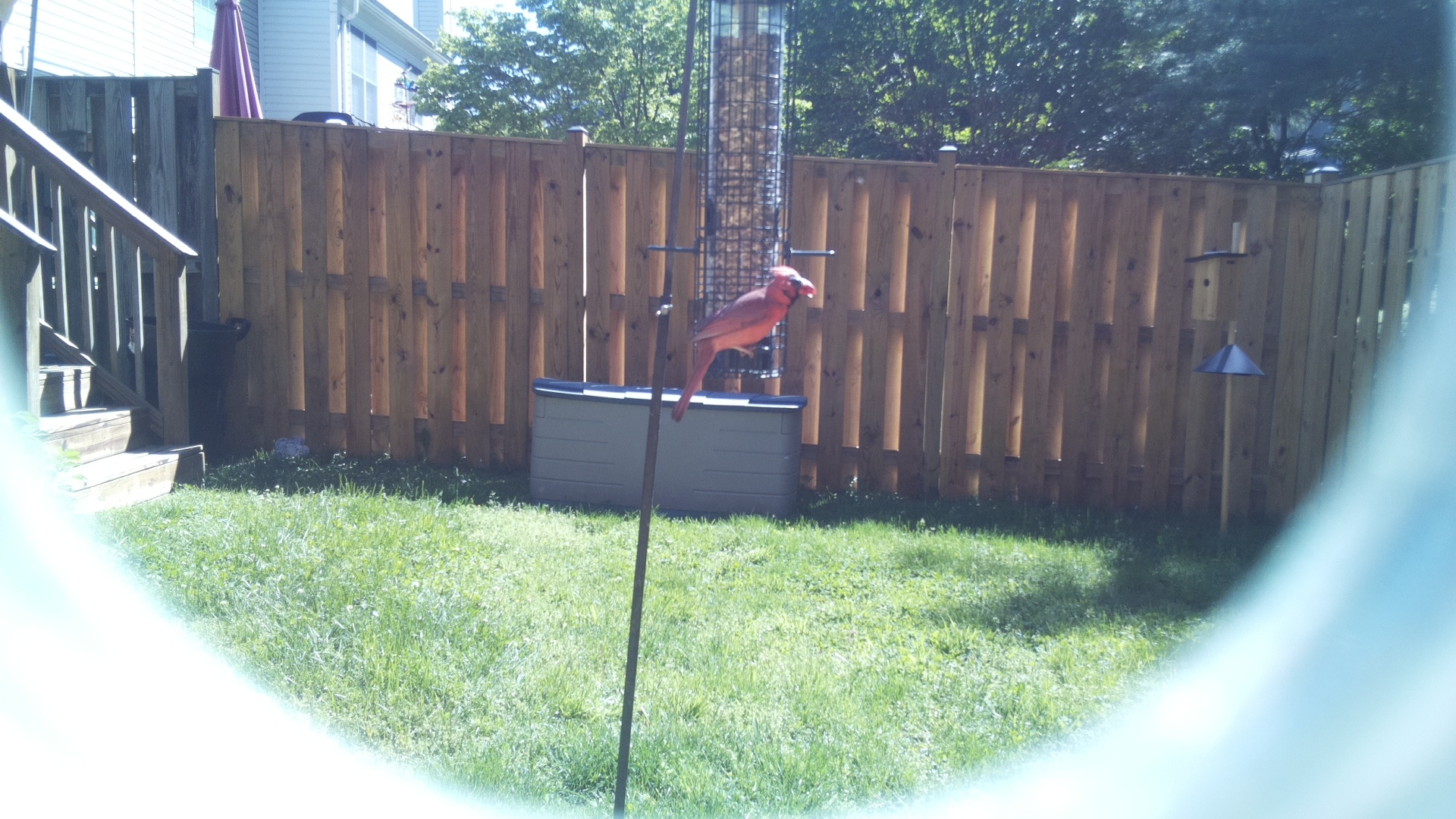 Northern Cardinal