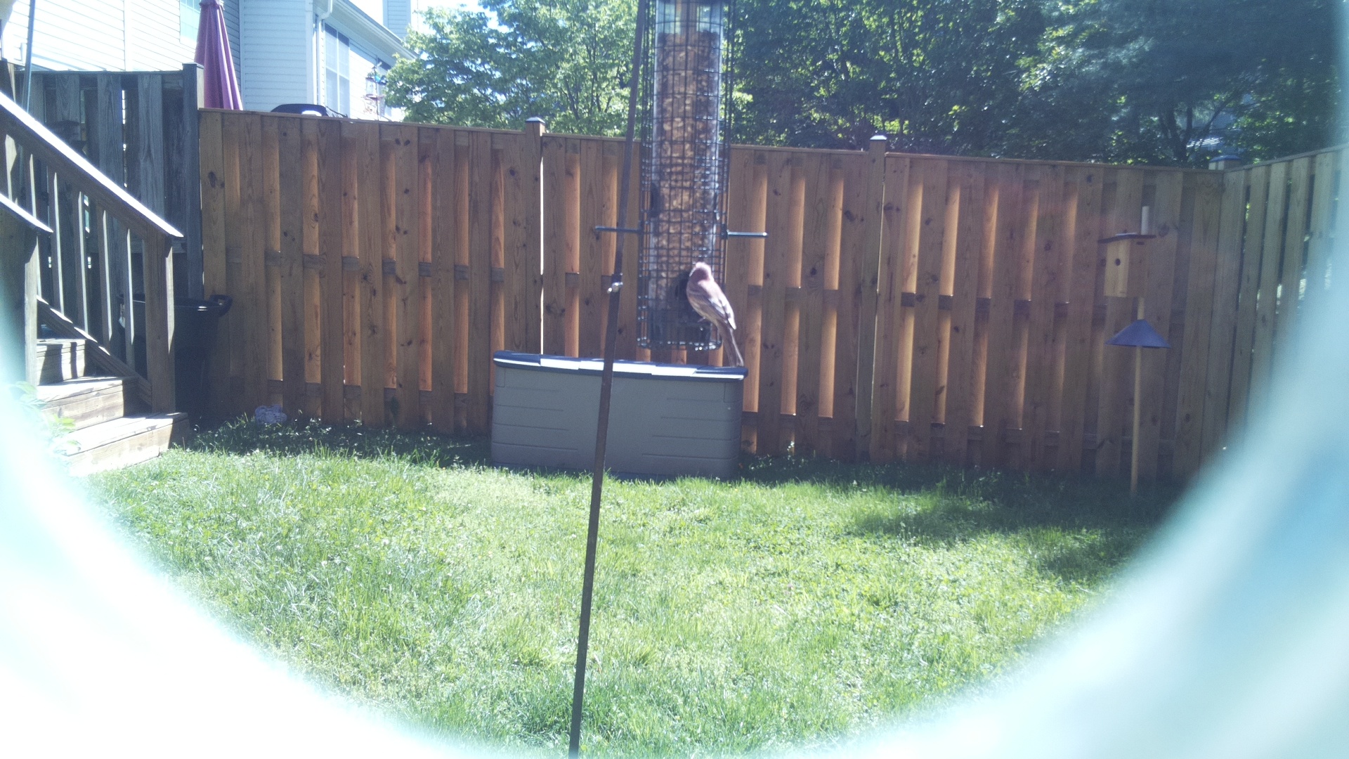 Jacobin Pigeon