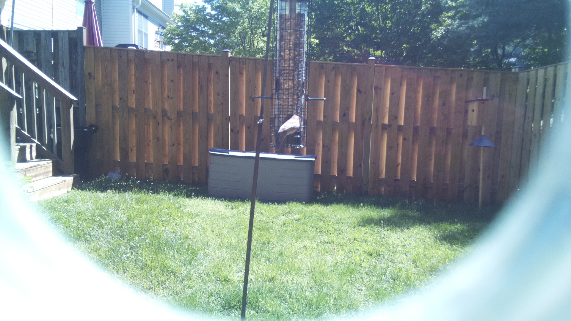 Jacobin Pigeon