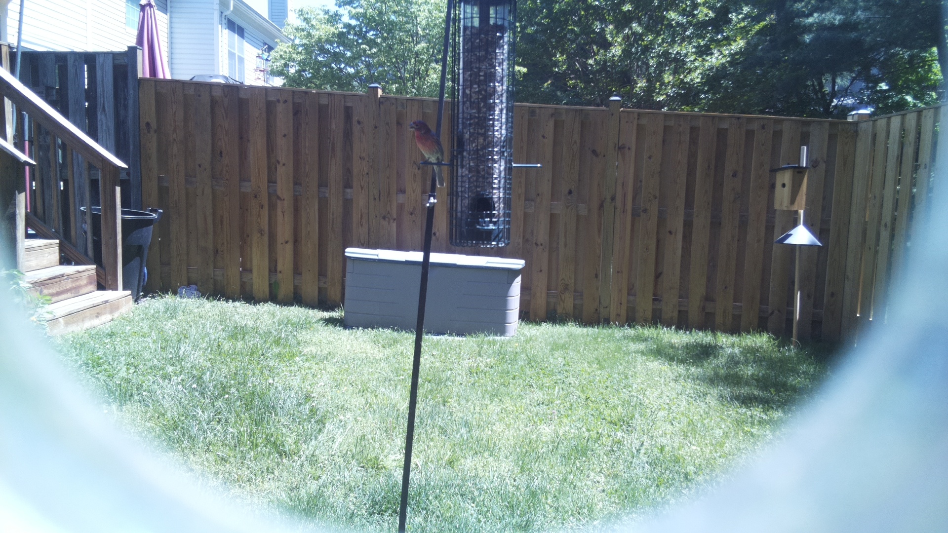 Red Naped Trogon
