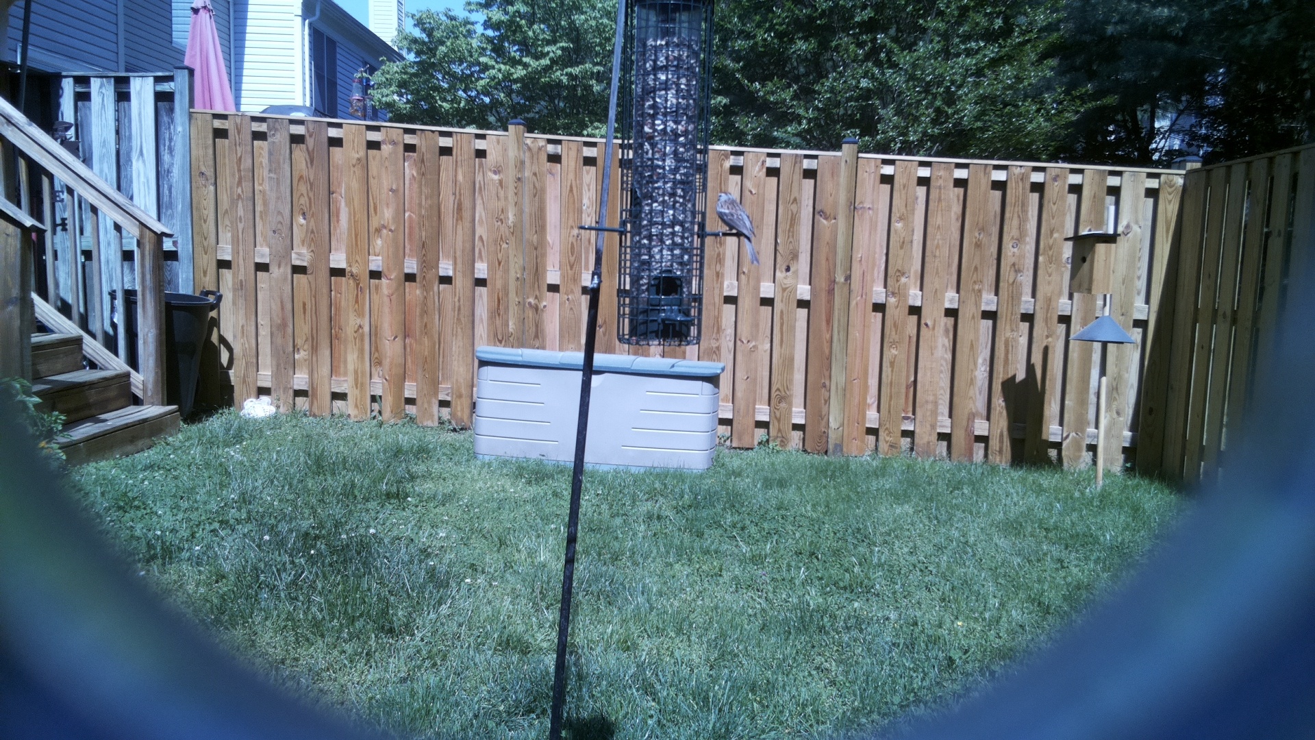 Crested Coua