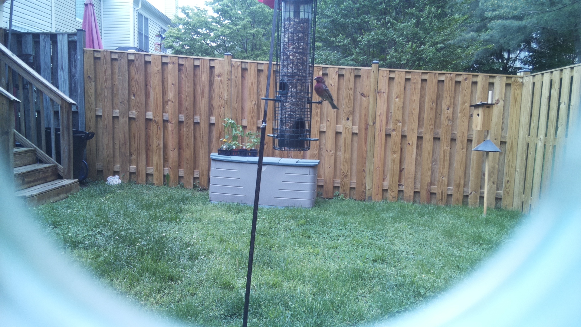 Brown Headed Cowbird