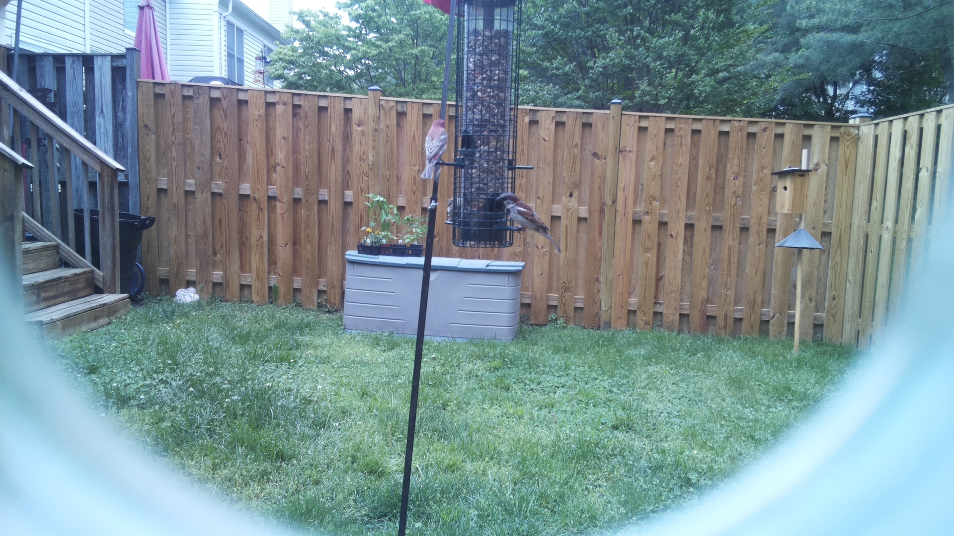 House Sparrow