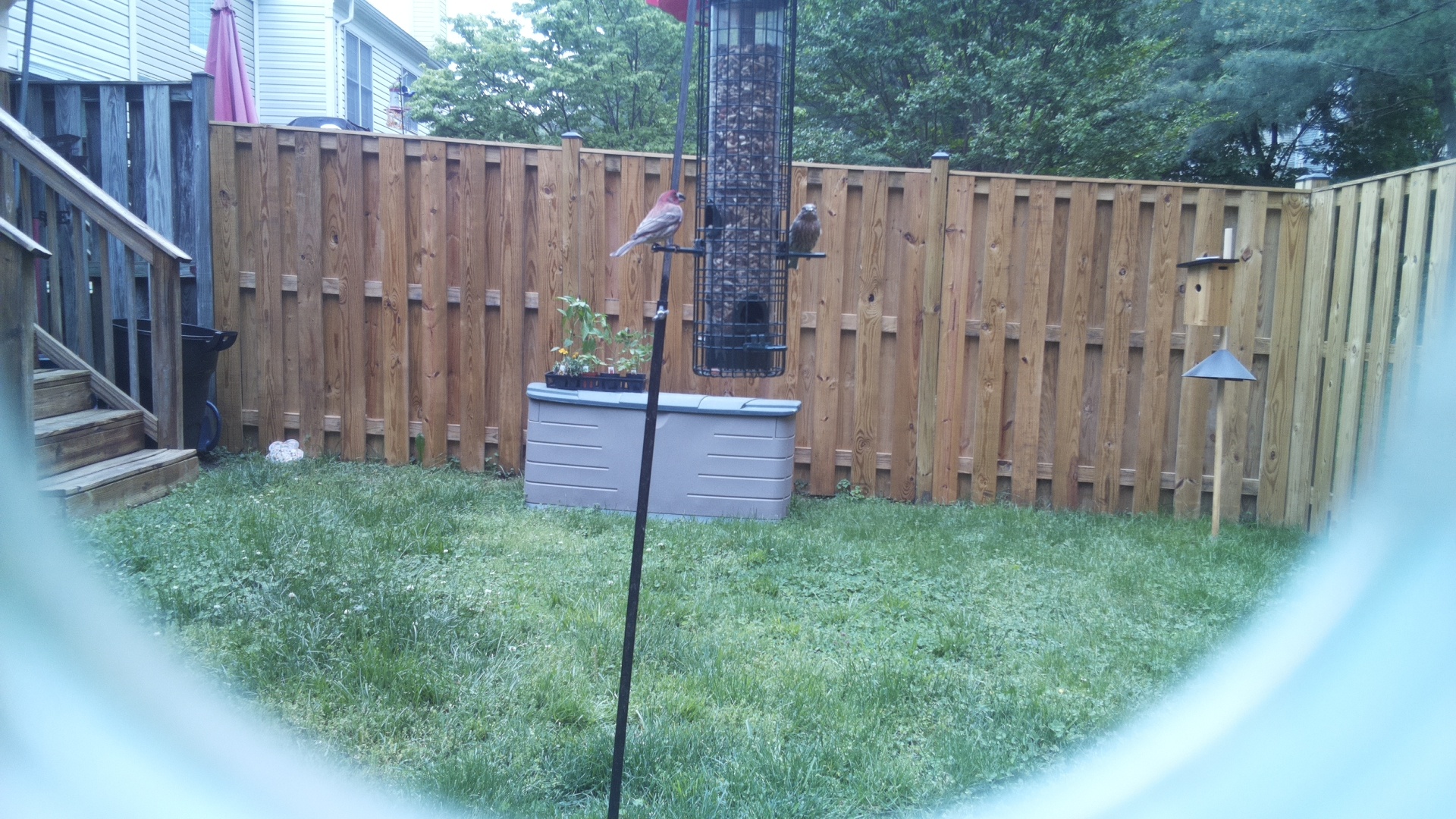 House Finch