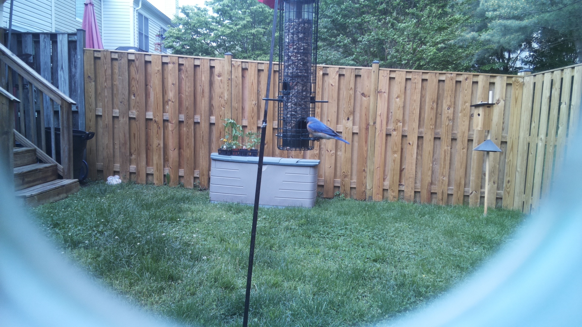 Unknown Bird