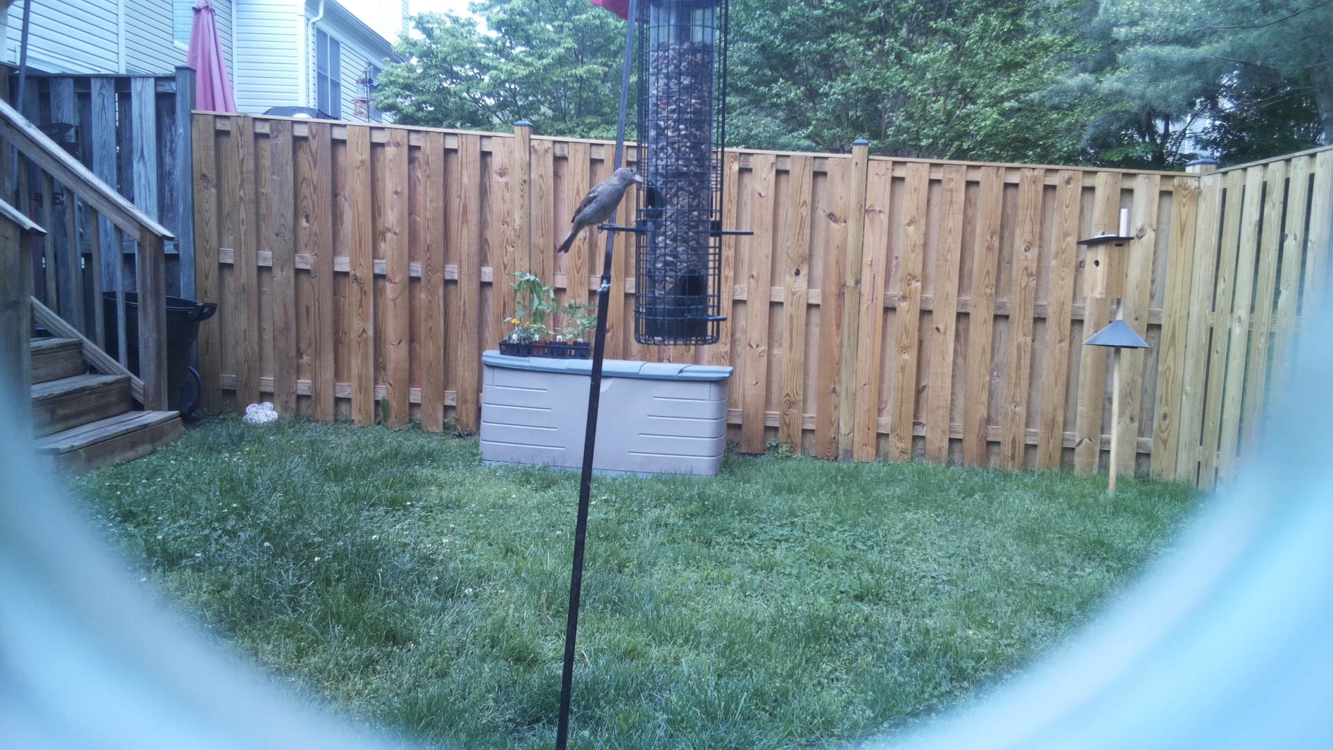 Unknown Bird