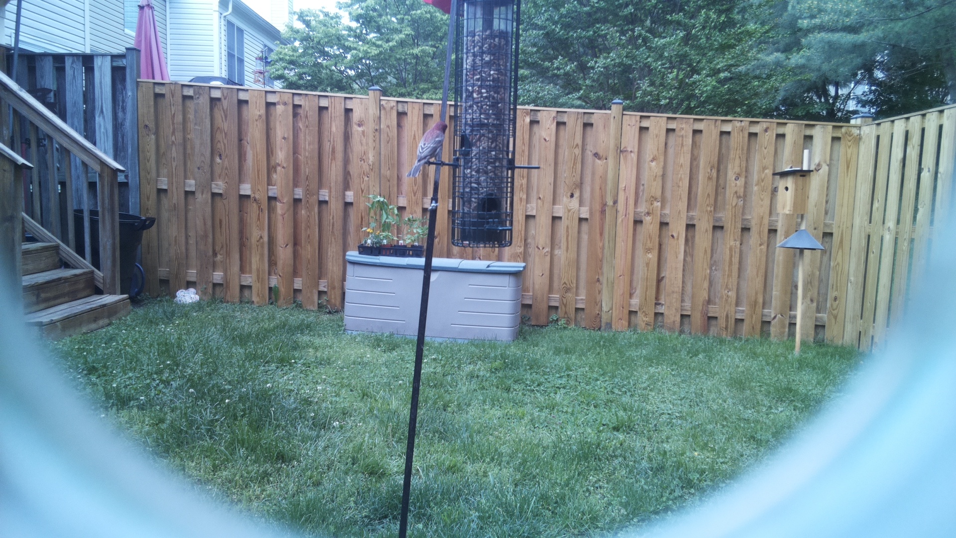 Unknown Bird