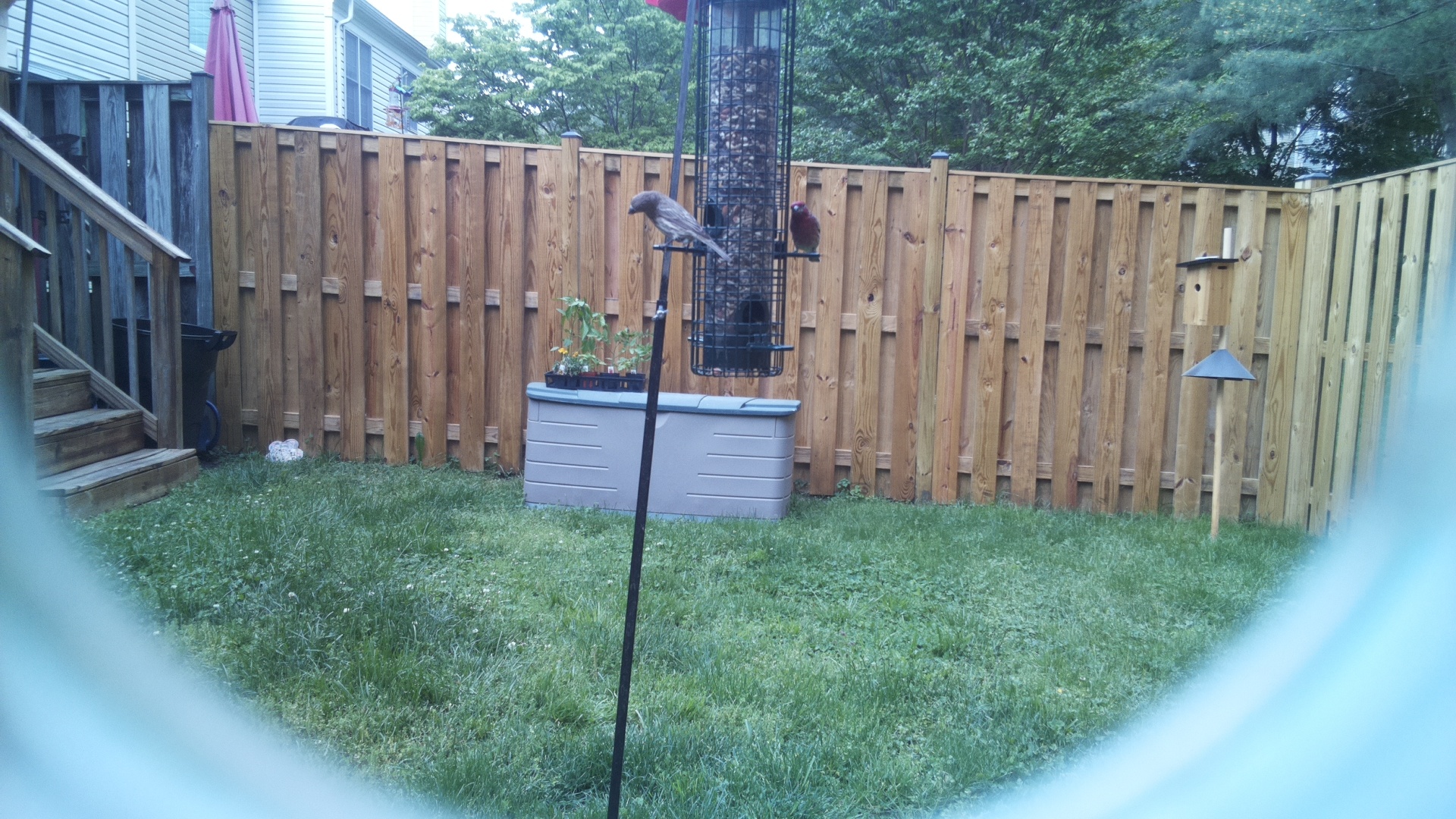 Unknown Bird