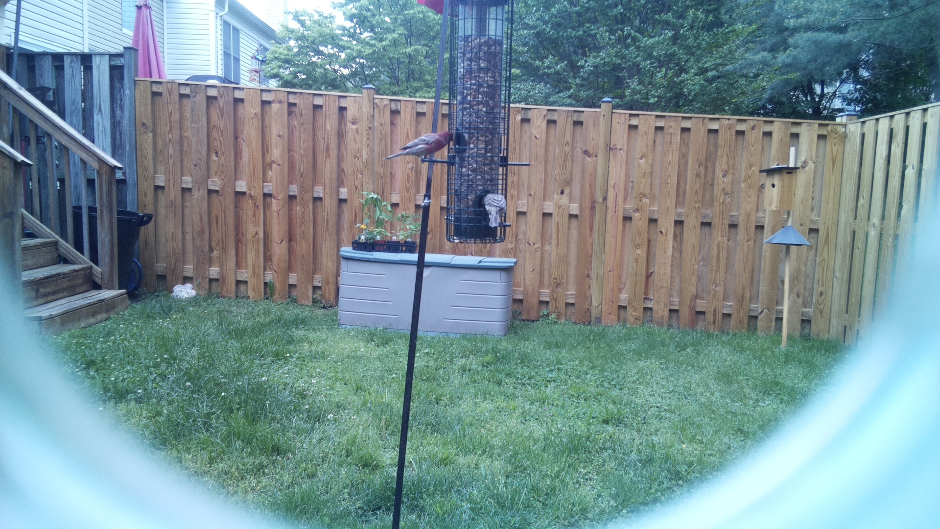 Unknown Bird