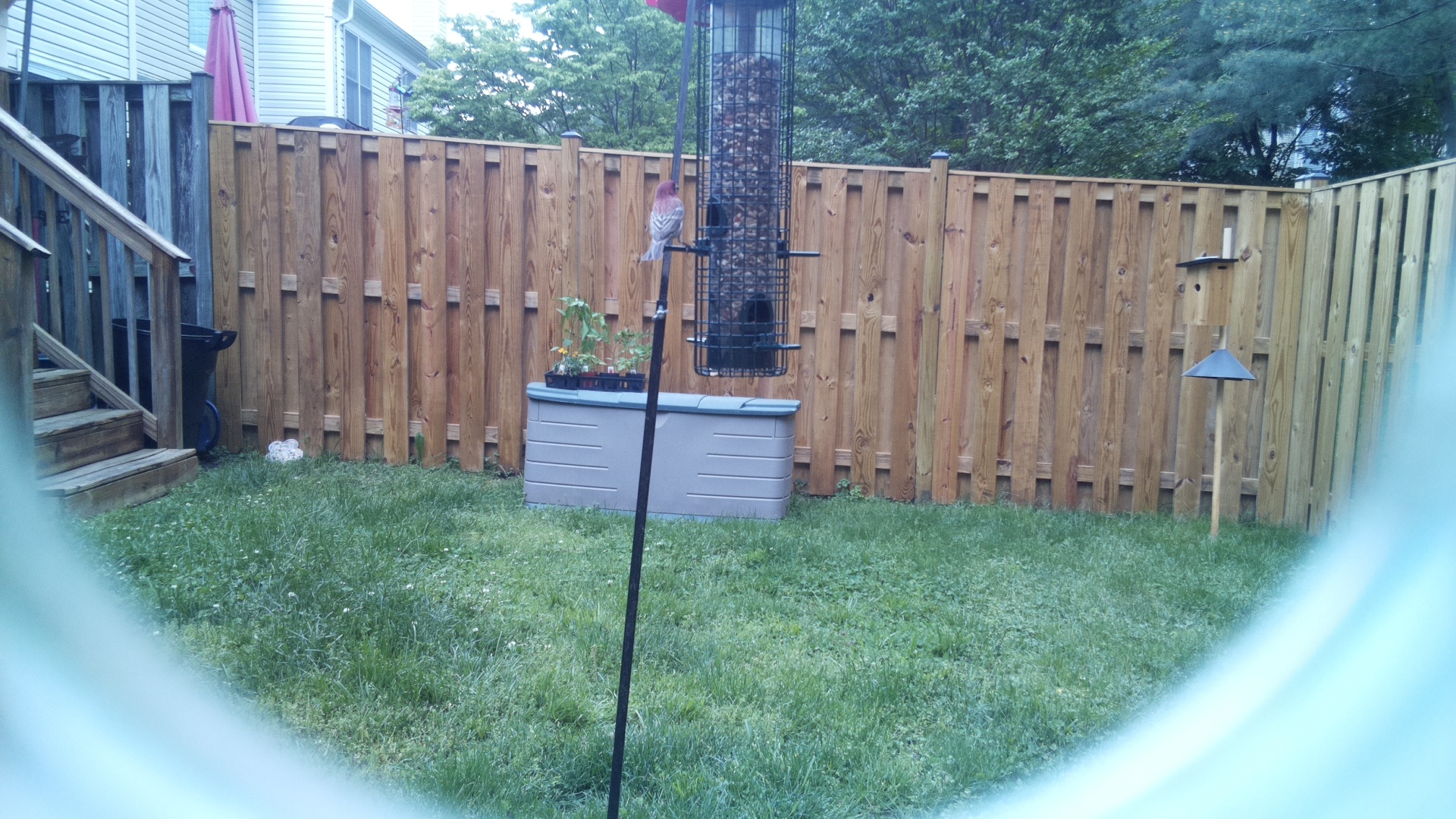 Unknown Bird
