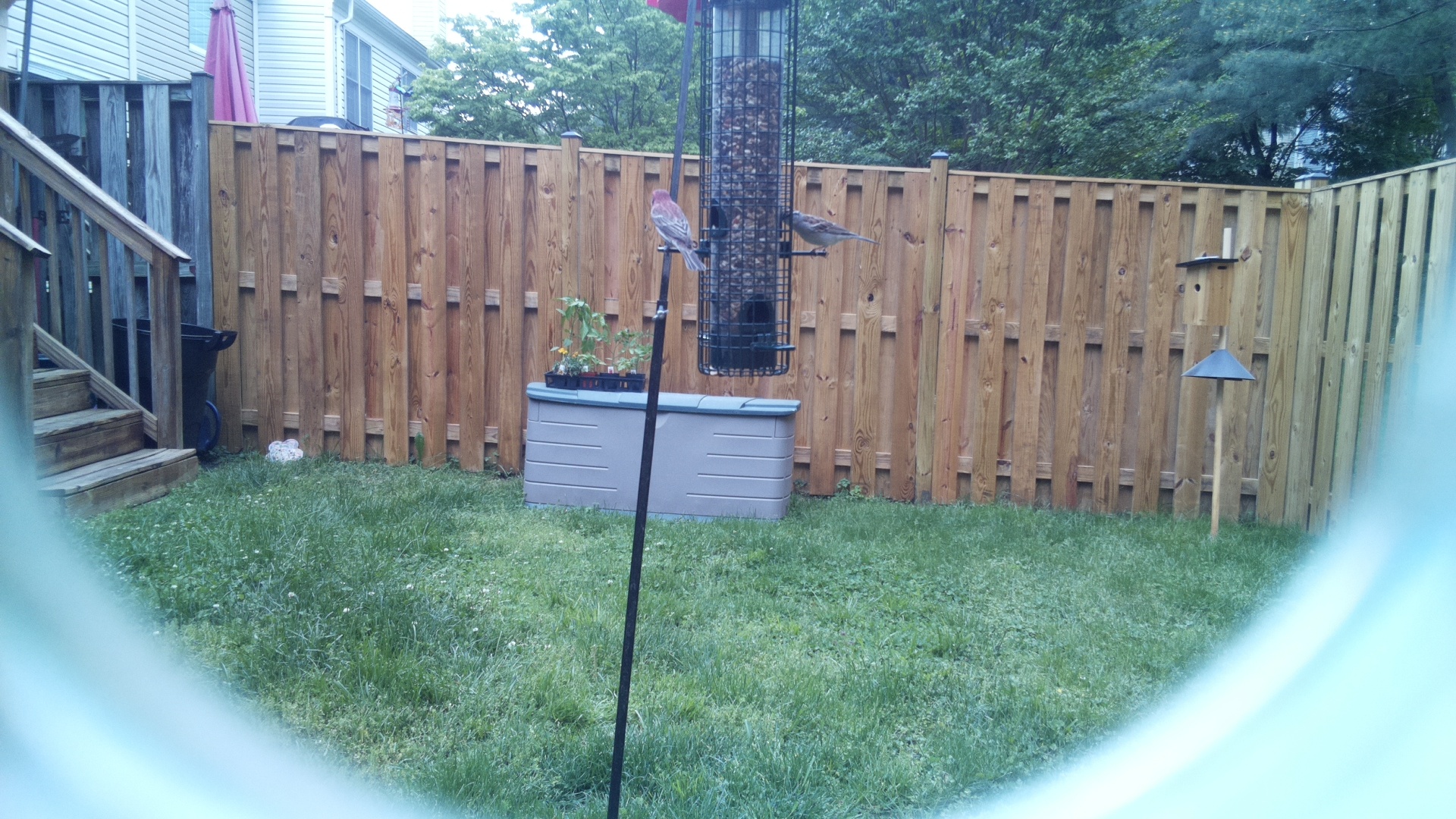 Unknown Bird