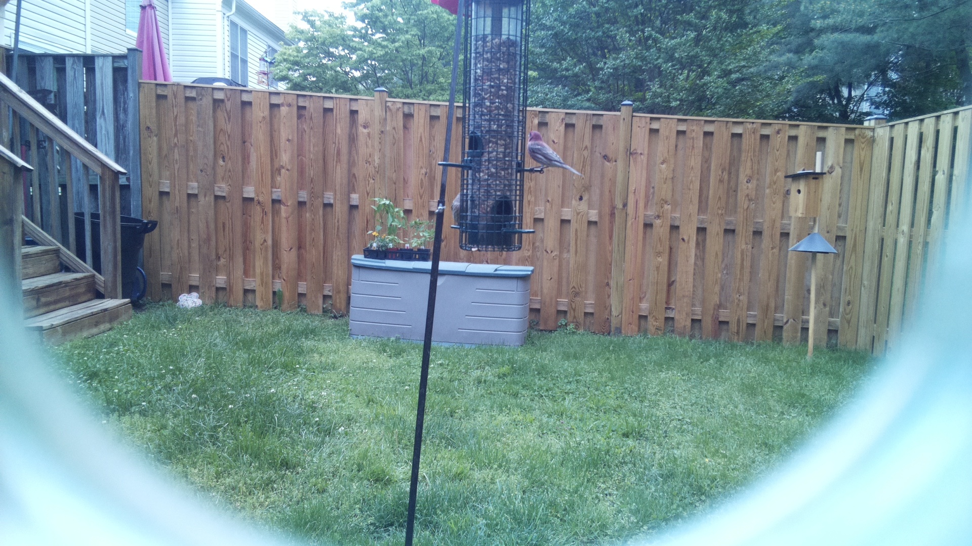 Unknown Bird
