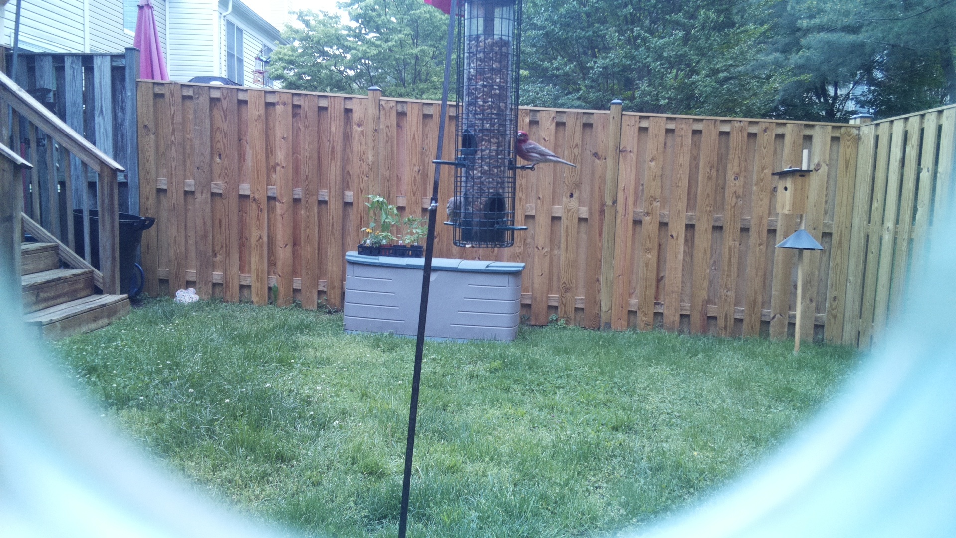 Unknown Bird