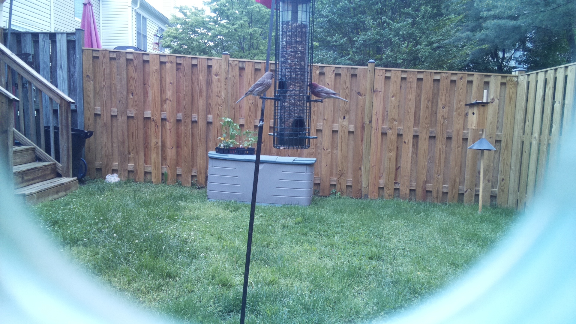 Unknown Bird