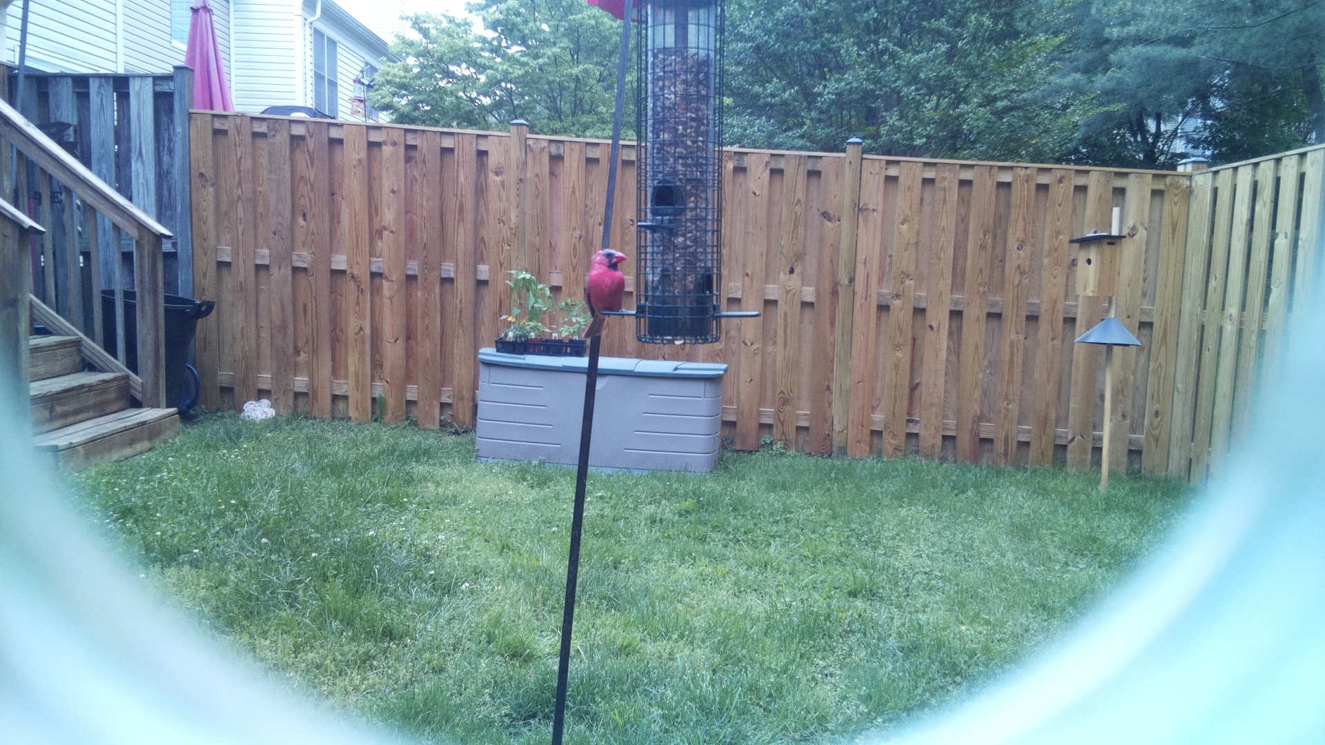 Unknown Bird