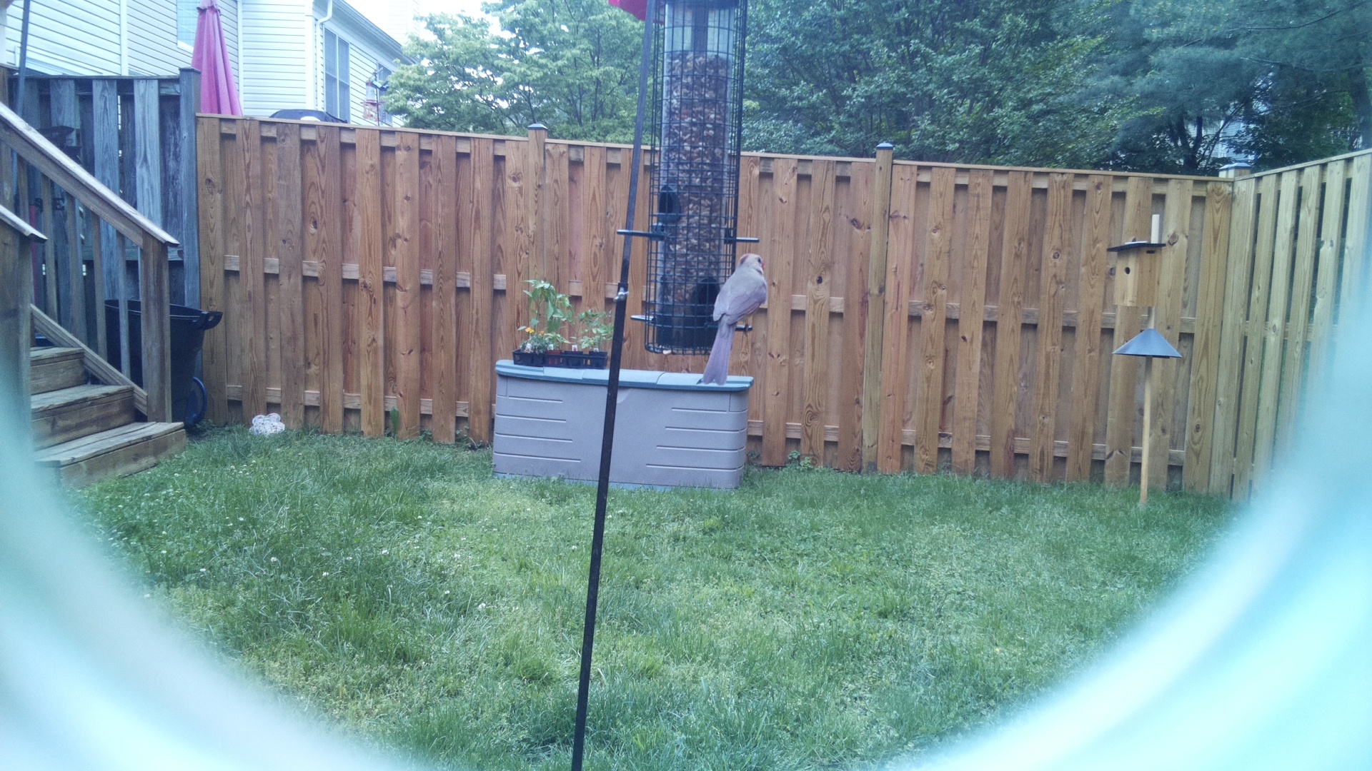 Unknown Bird