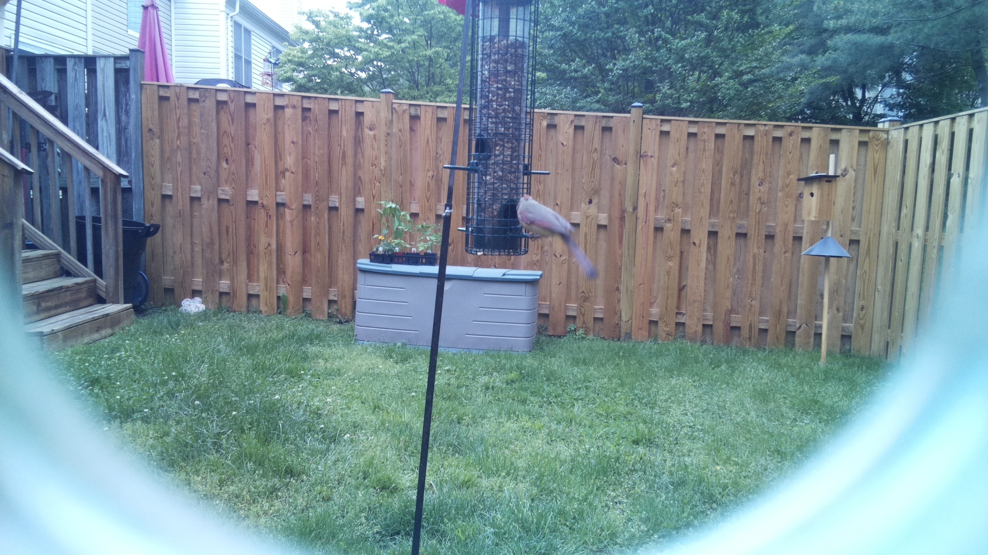 Unknown Bird